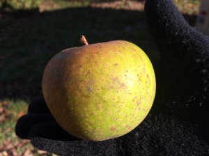 old-apple-variety-2